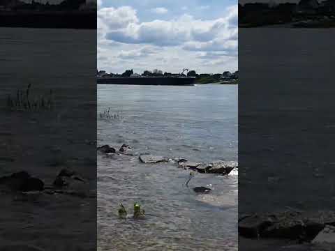 فيروز على ضفاف نهر الراين 