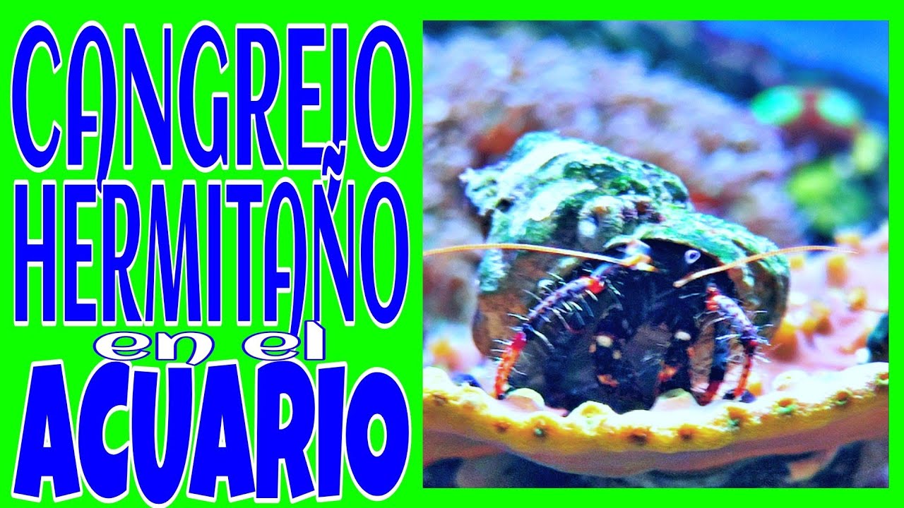 CANGREJO HERMITAÑO EN EN ACUARIO MARINO