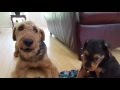 Airedale Terrier Puppies for Sale - S & S Family Airedales - Mr. Blue & White @ 8 Weeks w/Dad Airedale Terrier Puppies for Sale - S & S Family Airedales - Mr. Blue & White @ 8 Weeks w/Dad