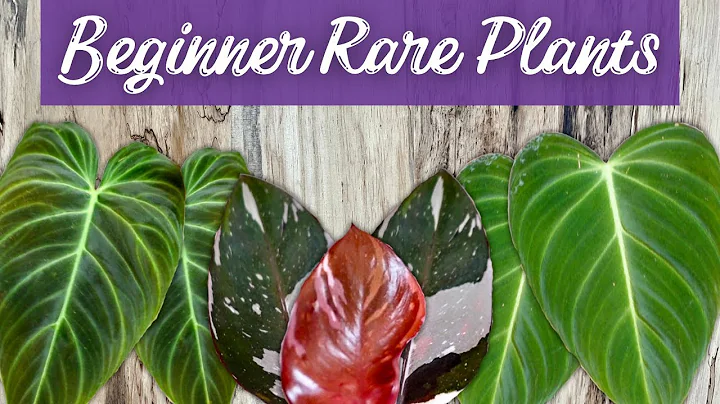 Level Up Your Plant Game: 12 Beginner Friendly Rare Houseplants