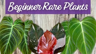 Level Up Your Plant Game: 12 Beginner Friendly Rare Houseplants