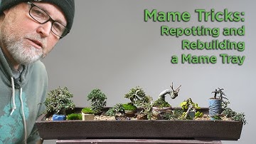 Bonsaify | Mame Tricks: Repotting and Rebuilding a Mame Tray