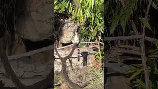 Lemur at Disney’s Animal Kingdom Park