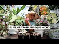 TRASPLANTANDO HERMOSAS PLANTAS QUE COMPRE me emociona mucho | Jardín Diaz