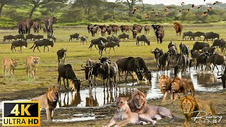 สัตว์ป่าแอฟริกา 4K: อุทยานแห่งชาติ Serengeti - สิงโต เสือดาว ช้าง... สัตว์ใหญ่ในแอฟริกา