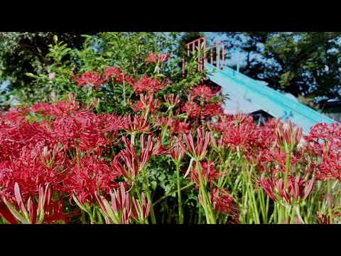 公園の秋 環境音 | 3時間 Ambient sound |  ASMR | 睡眠