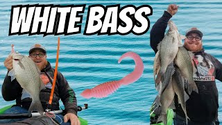 White Bass Fishing The Saginaw River In April