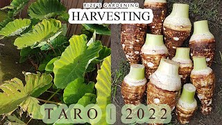 Harvesting Taro!(Bun-Long) - 490 days