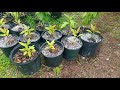 Air Layers Meyer Lemon and Fig Trees Update
