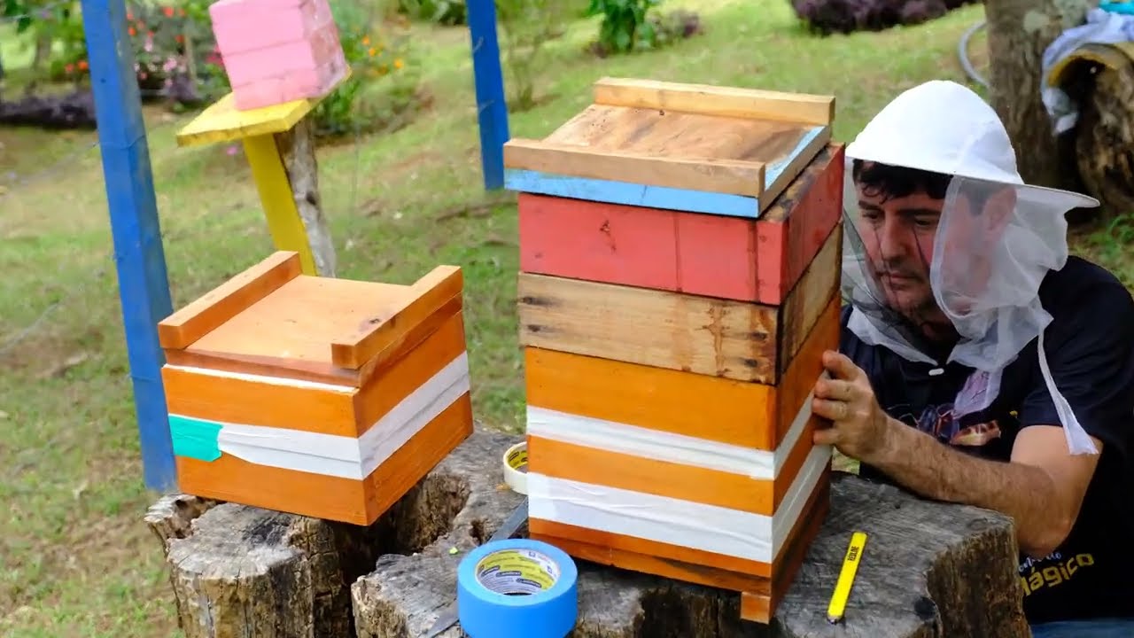 Multiplicação e manejo de Abelhas Sem Ferrão -  Uruçu Amarela (Melipona mondury)