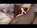 Meet Our Puppy Boxer Roqi | Very Cute