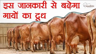 इस जानकारी से बढ़ेगा गायों का दूध | Kamdhenu Gaushala | Sahiwal Cows | KGSG | Sahiwal Milking |