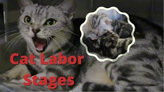 How to help pregnant Cat giving birth I Cat labor| Cat giving birth for the first time