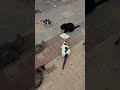 Смешные Коты Едят Мясо😹 Funny Cats Eat Meat😸 Gatos Graciosos😻 Lustige Katzen🐈 Kucing Lucu😺 面白い猫😺 逗貓