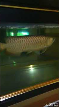 Arwana Golden Crossback 24K giant super besar sampai harga puluhan juta