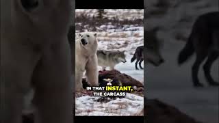 A Mother's Worst Nightmare_ Polar Bear vs. Wolf Pack