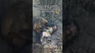 Baby monkey Punch's most funny &amp; awkward moment  😄 | Little Punchkun with Moe 💕 Ichikawa zoo Japan🌿💚
