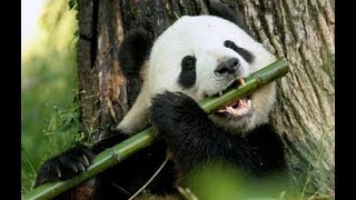 Rust: A Tribute To Panda's