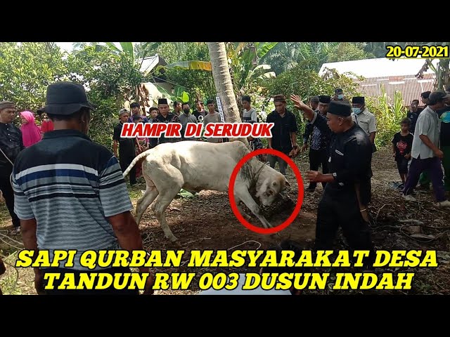 SUASANA QURBAN DI DESA TANDUN, RW 003 DUSUN INDAH | 20-07-2021 class=