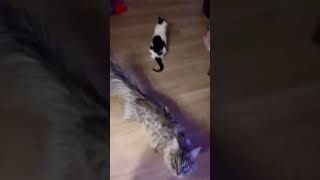 The way he walks away like nothing happened... #Mainecoon #CatHorror #ApexPredator #spookycat