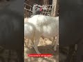Turkey dumba for sale new update9870046927#viral #mumbai #govandi KG110