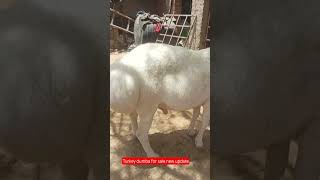 Turkey dumba for sale new update9870046927#viral #mumbai #govandi KG110