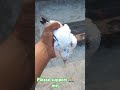 Pigeon lover 786 1million animallover birdslover pigeonlover like love please subscribe