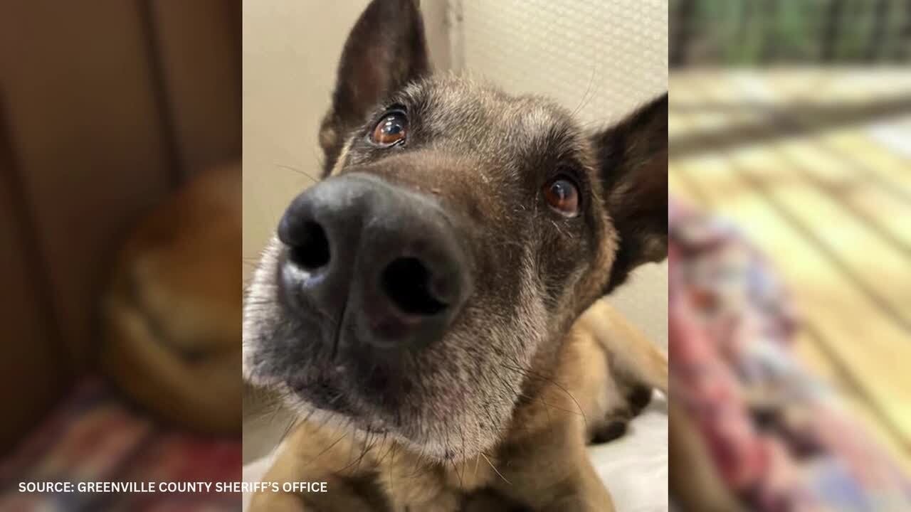 Greenville County Sheriff’s Office mourn death of retired K9 - YouTube
