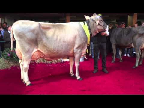 Waldseer Braunviehtag 2014