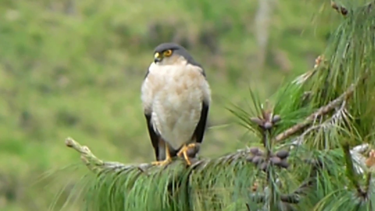 Sharp-Shinned Hawk (Accipiter striatus) 