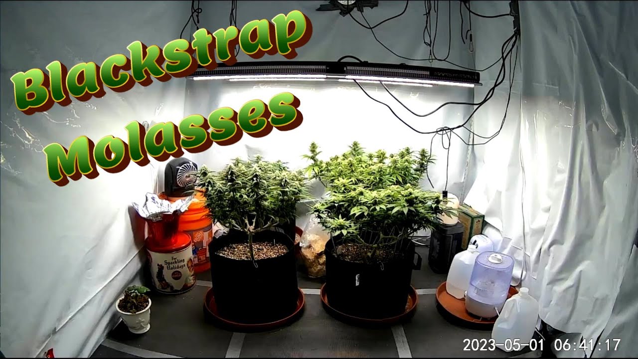 Week 12 Photoperiod Grow (Blackstrap Molasses)