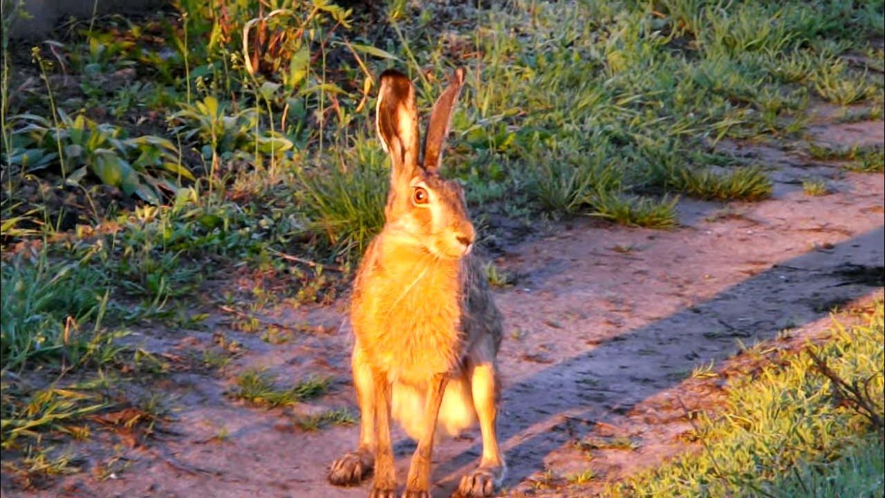 Зайчик официально. Заиц паиц. Wild Hares on the Tarmac.