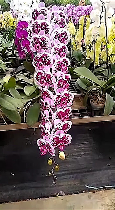 Anggrek bulan super premium #orchid