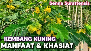BENEFITS OF SENNA SURATTENSIS ‼️ senna surattensis #sennasurattensis scrambled egg tree