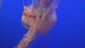 The Internet of Experiences: RFID Jellyfish