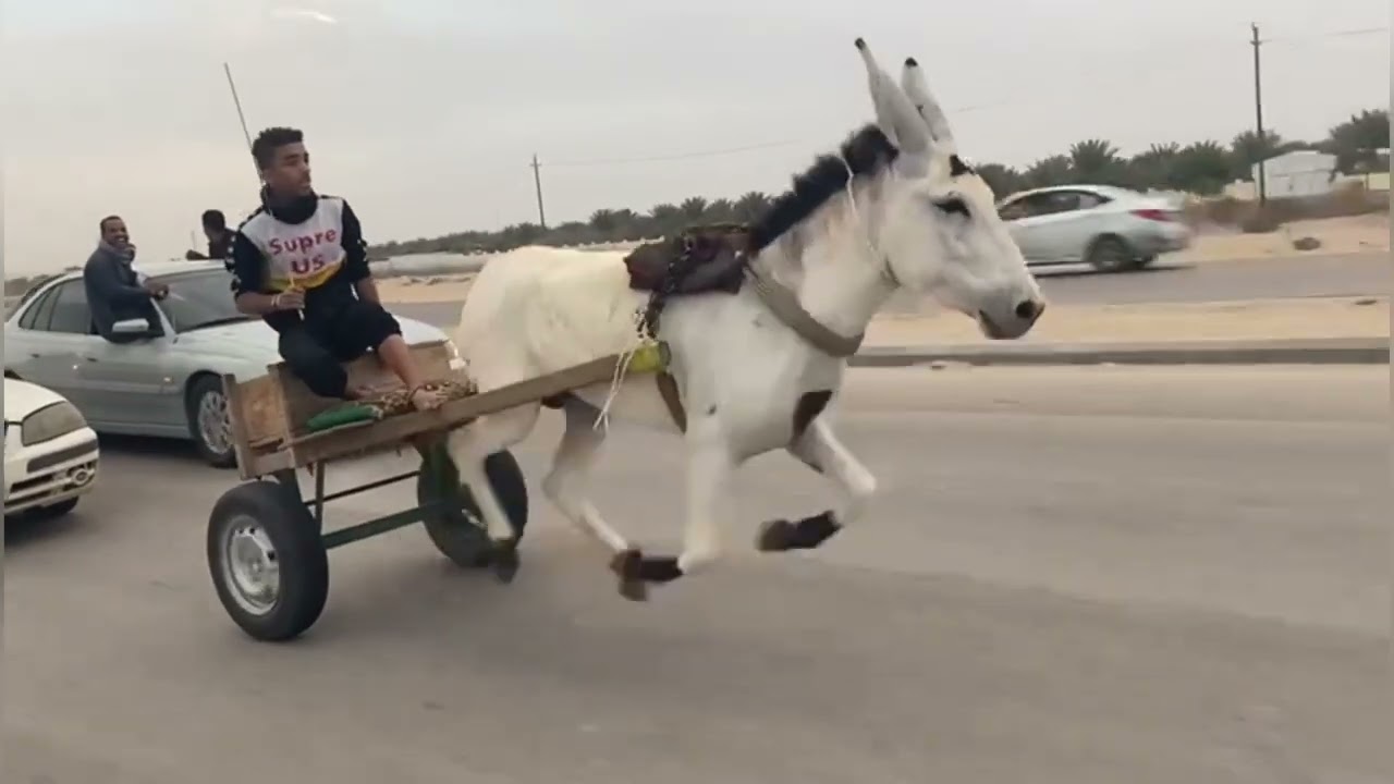 سباق الحمير في الاحساء طريق الشعبه
