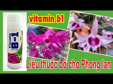 Vitamin B1 Liều thuốc bổ cho Phong lan l Kích rễ Hoa Lan | Foci