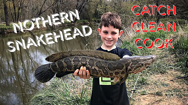 SNAKEHEAD: CATCH, CLEAN AND COOK, MARYLAND.  How to filet a snakehead fast!!