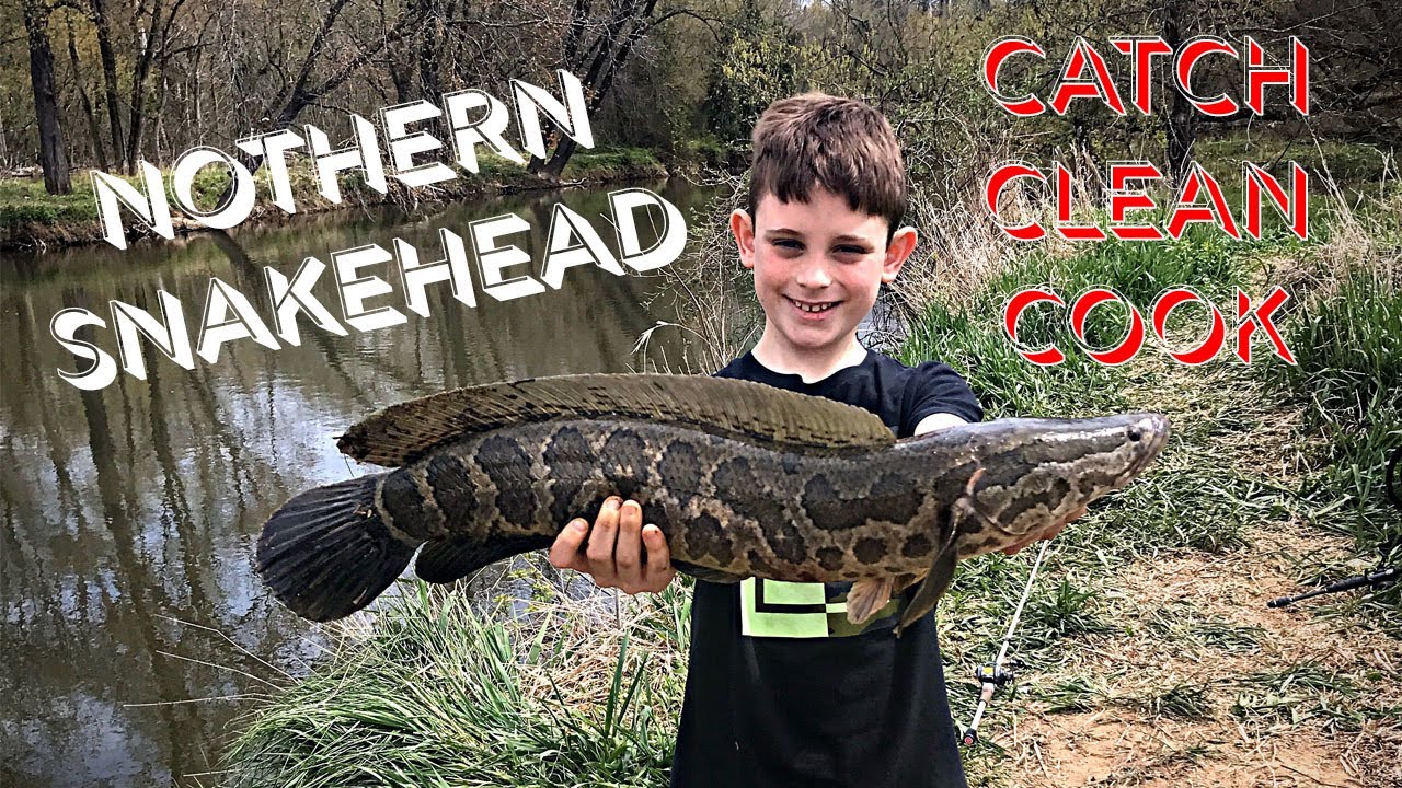 The BEST LURE for Early Season Snakehead; Spring Snakehead Fishing in  Maryland 