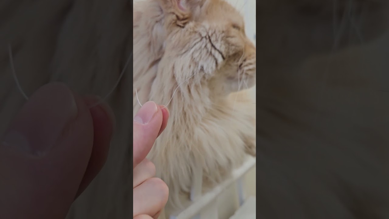 Buster's Curly Whisker 