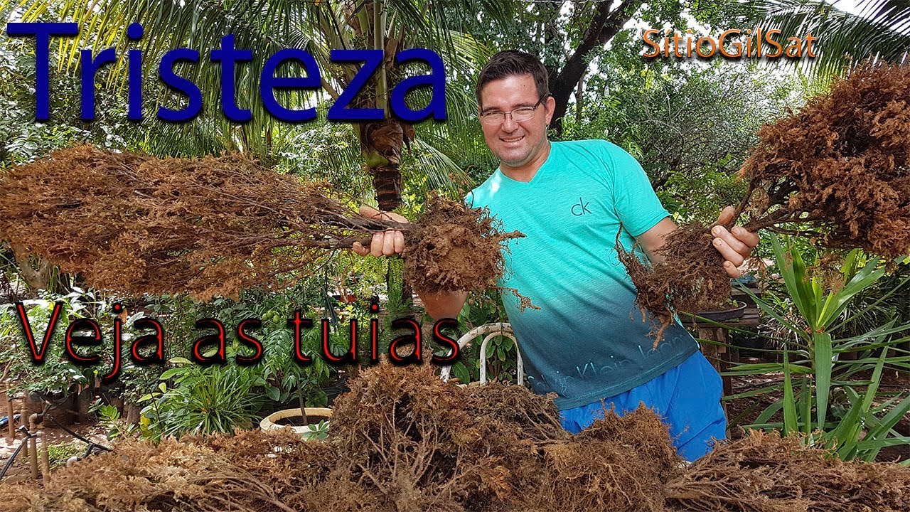 Tuia Tristeza Morre Com Falta De Agua Sitio Gilsat Youtube