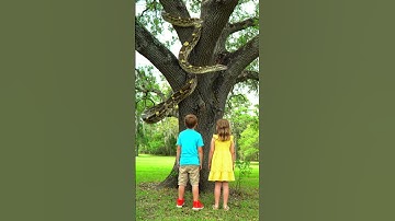 Big Snake Caught on Camera #trendingnow #viralshorts #viral