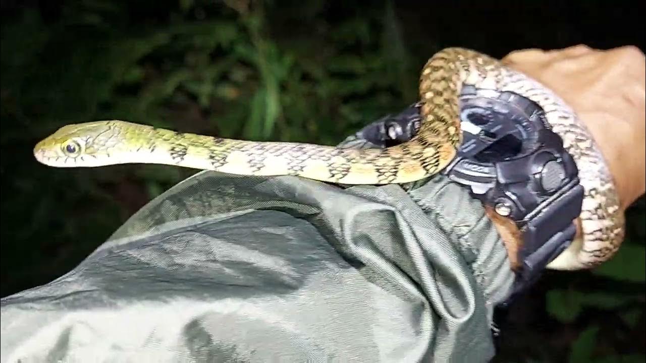 Triangle keelback from Thailand YouTube