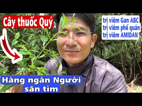 Video Cây thuốc Quí nhiều Người săn tìm, trị viêm gan ABC,... - youtube