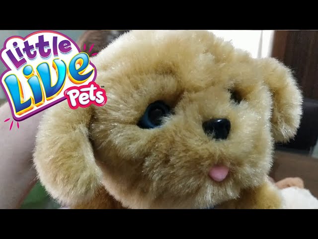 Little Live Pets Canım Köpeğim Snuggles Misket İle Pamuk Tanışıyor - YouTube