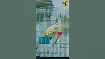 صوت التزاوج لتحفيز طيور الكوكتيل على التزاوج بعد سماع هذا المقطع بإذن الله ناصرخليل 