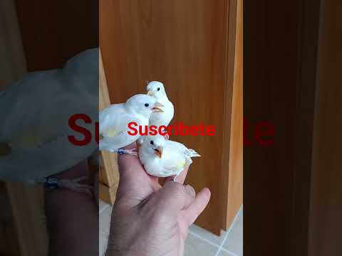3 Jilgueros Mayor