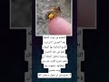 الحكمة من موت النحلة النحلة النحل شورتس اكسبلور Explore لايك 