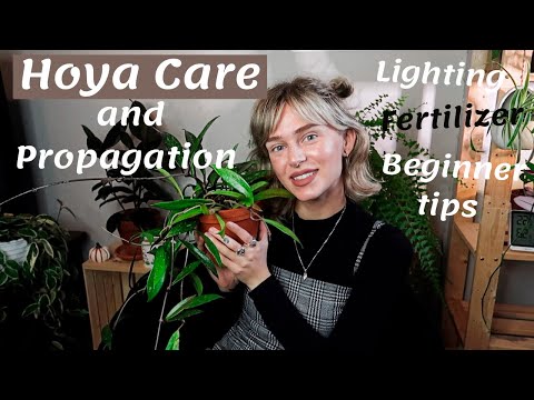 Hoya Care Guide + Propagation | Lighting, Water, Growth, Fertilizer, Etc.