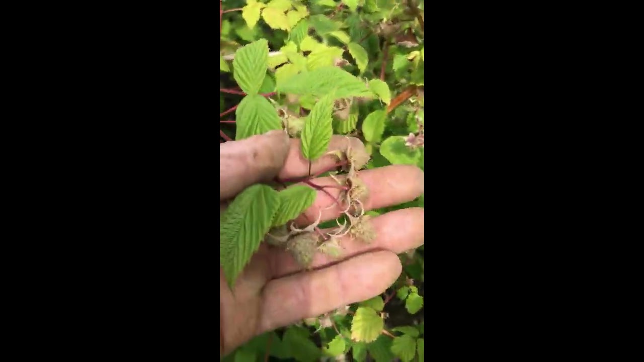 Allotment uk first week June 2020